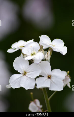 Dames rocket {Hesperis matronalis}{Mutter des Abends}{Schnee-weiße Dame violett}{White} Stockfoto