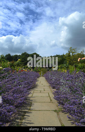 {Lavendel Lavandula}{Lavandula angustifolia} Stockfoto