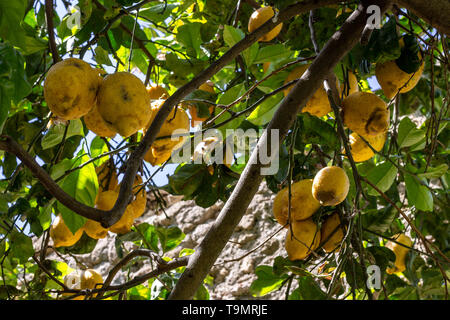 Neapel Italien. 11/Mai/2019. Lemon Tree, eine Niederlassung, die reich an grünen Blättern und reich an großen und gelbe Zitronen. Stockfoto