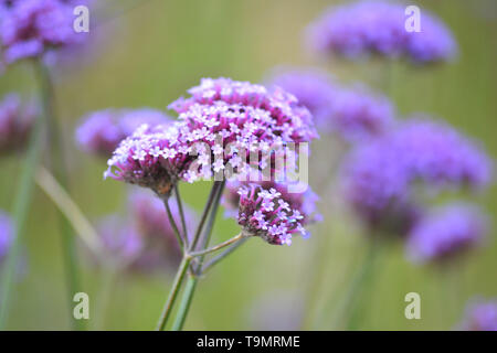 Purpletop vervain {Verbena bonariensis}{argentinisches Eisenkraut} Stockfoto