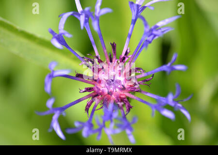 Centaurea montana {Berg bluet}{mehrjährig Kornblume} Stockfoto