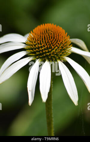 Echinacea Purpurea white swan Stockfoto