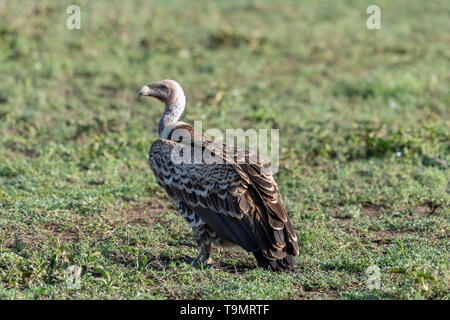 Kritisch bedrohte Ruppell's Gänsegeier (Tylose in rueppelli) auf dem Gras am Lake Ndutu, Tansania Stockfoto