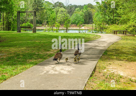 Ein paar Eltern Gänse ihr Baby Küken nehmen für einen Spaziergang in den Park hinunter zum See an einem Frühlingstag zu gehen Stockfoto