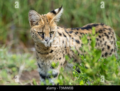 Nahaufnahme einer Servalkatze, Lake Ndutu, Tansania Stockfoto