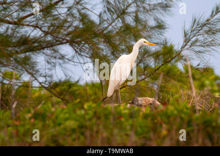 Ein kuhreiher, Bubulcus ibis, stehend auf Steine vor einem Ironwood Tree auf der hawaiianischen Insel Kauai. Stockfoto