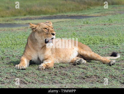 Löwin Während eines post-Prandial Pause ruht, Lake Ndutu, Tansania Stockfoto