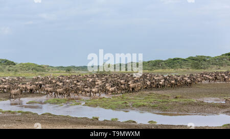 Riesige Herde von Gnus mit ein paar Zebras auf der großen Migration Norden, Lake Ndutu, Tansania Stockfoto