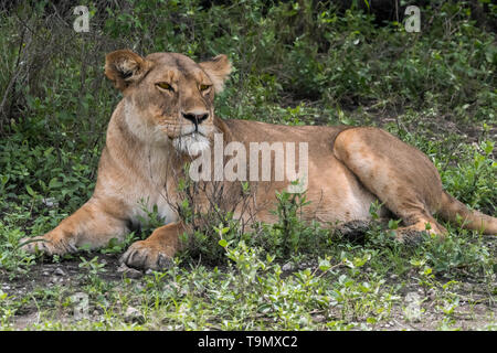 Junge Löwin 'Verstecken' hinter einem kleinen Busch, Lake Ndutu, Serengti, Tansania Stockfoto