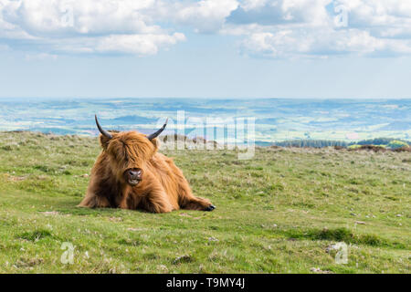 Ein Single Highland Cattle sitzen auf Gras auf der Spitze eines Hügels in Nationalpark Dartmoor, Devon, Großbritannien. Teignbridge Bezirk ist im Hintergrund. Stockfoto