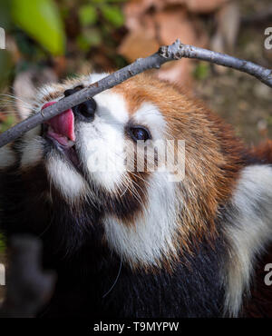 Roter Panda oder Lesser panda lecken ein Zweig. Nahaufnahme. Stockfoto