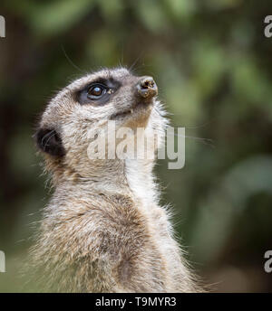 Ein Erdmännchen stehend und nach oben in den Himmel mit Sand auf der Nase oder Schnauze. Nahaufnahme Foto. Stockfoto