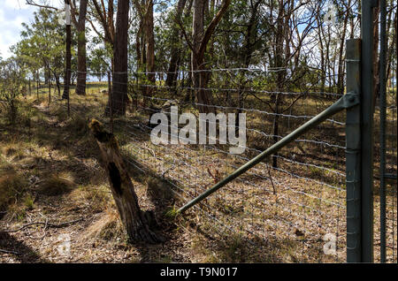 Ansicht der Dingo Dingo Zaun in einem geschützten Bereich der Wollomombi Schlucht, einem wilden Fluss in New England National Park, Northern New South Wales, Austra Stockfoto
