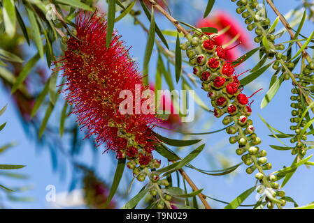 Rote Blumen der Flaschenbürste baum Callistemon Stockfoto
