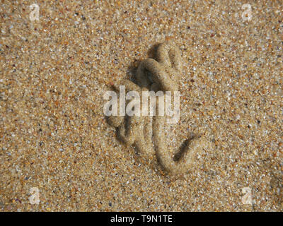 Marine worm Casting oder Ablagerungen von Sand am Strand der Gold Coast in Australien Stockfoto