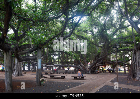 Lahaina Banyan Hof, Maui, Hawaii Stockfoto