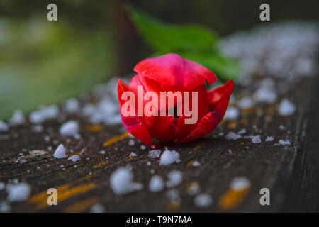 Blumen Tulpen liegen auf Holztisch. Rote Tulpe auf einem Holztisch mit großen Schneeflocken und Hagel bedeckt. Tulpen auf einer hölzernen Hintergrund. Stockfoto