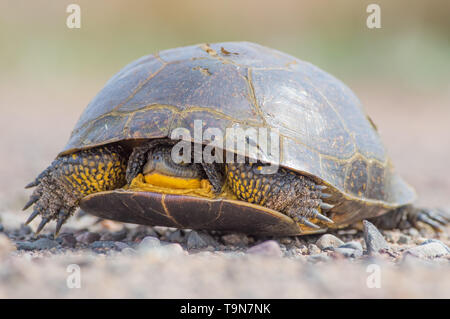 Blanding's Schildkröte auf eine unbefestigte Landstraße in den Fish Lake Wildnis Gegend im nördlichen Wisconsin Stockfoto