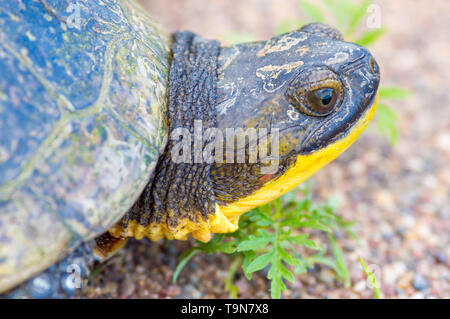 Blanding Turtle's Portrait auf einer Landstraße in der Crex wiesen Wildnis Gegend im nördlichen Wisconsin Stockfoto