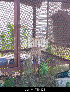 Koreanischen Farm im Süden der Provinz Gyeongsang-Tiere Hunde in Käfigen für Fleisch für Menschen verwendet werden soll Stockfoto
