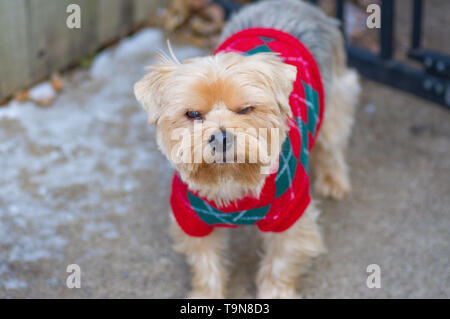 Cute Porträt eines großen Yorkshire Terrier spielen im Winter beim Tragen eines Weihnachten Pullover Stockfoto