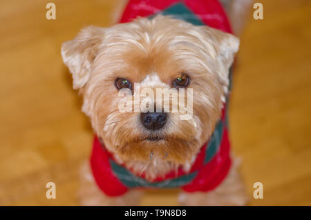 Cute Porträt eines großen Yorkshire Terrier spielen im Winter beim Tragen eines Weihnachten Pullover Stockfoto