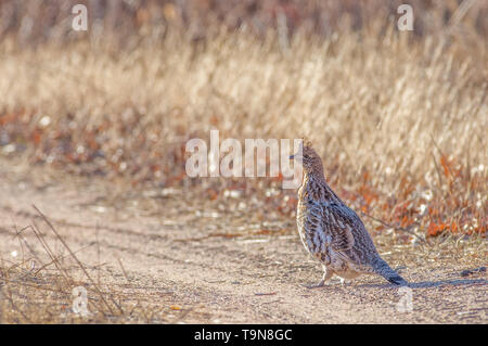 Vari grouse auf einer Landstraße in der Crex wiesen Wildnis Gegend im nördlichen Wisconsin Stockfoto