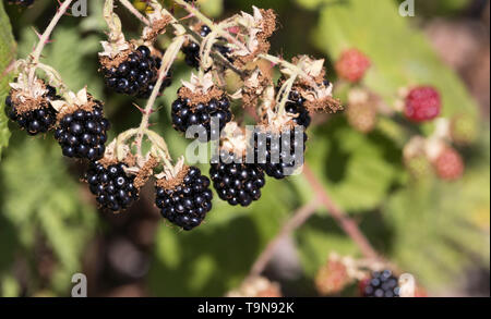 Frische reife Brombeeren wachsen auf der Rebe im Sommer Stockfoto