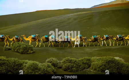 Camel Caravan mit Sitzplätzen auf dem Rücken zu Fuß auf einem grünen Hügel Stockfoto