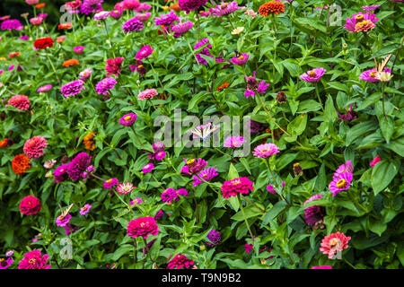 Bunte Zinnia Blumen in einem bunten Garten, Lancaster County, Pennsylvania, USA Botanicals Zinnias Grenze Schmetterlinge Schmetterling Stockfoto