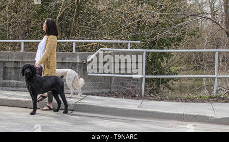 Eine Dame mit zwei grossen Hunden in Lauge. Eine ist schwarz, eine bleich ist. Sie wollen die Straße überqueren und den Park erreichen. Stockfoto