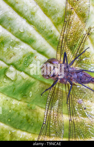 Tot Libelle mit gebrochenen Beinen den Kopf lag auf einem Blatt Stockfoto