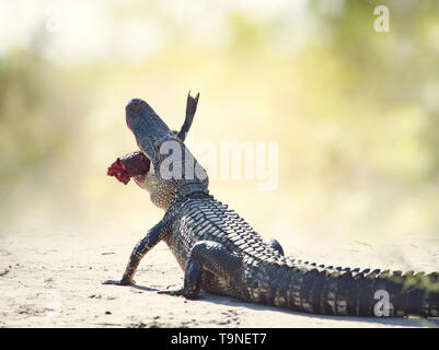 American alligator Essen eine große schwarze Groppe Wels auf einem Trail Stockfoto