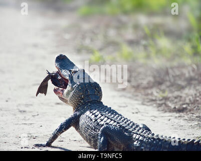 American alligator Essen eine große schwarze Groppe Wels auf einem Trail Stockfoto