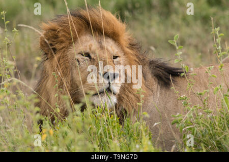 Männliche Löwe ausruht, Serengeti National Park Stockfoto