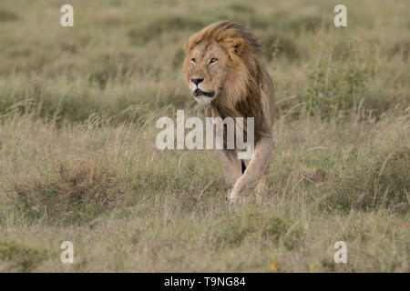 Lion zu Fuß über die Prärie, Serengeti National Park Stockfoto