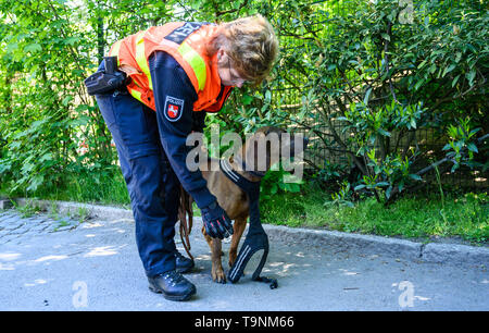 Hannover, Deutschland. 15 Mai, 2019. Hummel, die 8jährige Hannoveraner Schweiß Hund, bekommt Ihr den Kabelbaum von Nadine Leifeld, Aus- und Weiterbildung Manager an der persönlichen tracking Hunde, im Zoo Hannover. Die Polizei Hunde sind im Zoo geschult, um zu vermeiden, dass sie in Umgebungen mit starken Gerüchen abgelenkt. Credit: Christophe Kirschtorte/dpa/Alamy leben Nachrichten Stockfoto