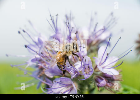 20. Mai 2019, Niedersachsen, Hemmingen: sitzt eine Biene auf einer Blüte biene Weide (phacelia). Die Welt Biene Tag verkündet von den Vereinten Nationen hat am 20. Mai seit 2018 gefeiert. Foto: Julian Stratenschulte/dpa Stockfoto