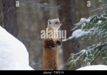 Amerikanische Marder (Martes americana) AKA American Baummarder stehend auf die Hinterbeine. Bei Algonquin Provincial Park, Ontario, Kanada fotografiert. Stockfoto