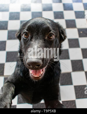 Niedlich und verspielt schwarzer Hund labrador Nahaufnahme Gesicht, Nase und Augen Stockfoto