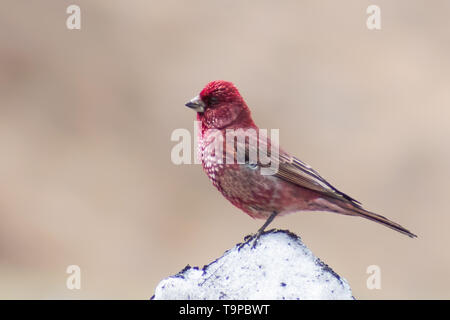 Männliche Great Rosefinch (Carpodacus rubicilla) sitzen auf Schnee im hohen Kaukasus. Stockfoto