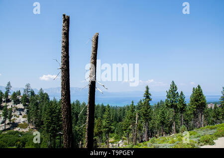 Niedergebrannt Pinien ordentlich Lake Tahoe Stockfoto