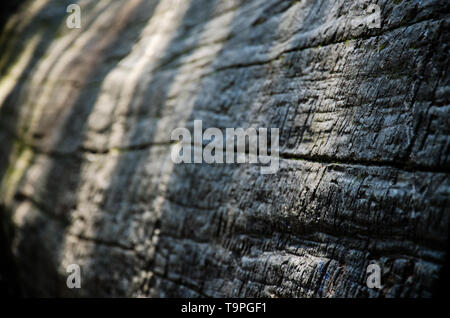 Texturierte Baumstamm von einem Mammutbaum Stockfoto