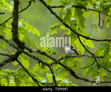Pied, Ficedula 'So Sweet, einzelne männliche in Eiche Baum gehockt, Wald von Dean, Gloucestershire, VEREINIGTES KÖNIGREICH Stockfoto