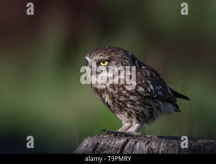 Kleine Eule, Nationalpark Hortobágy, Ungarn Stockfoto