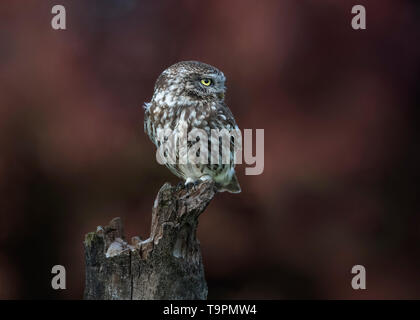 Kleine Eule, Nationalpark Hortobágy, Ungarn Stockfoto