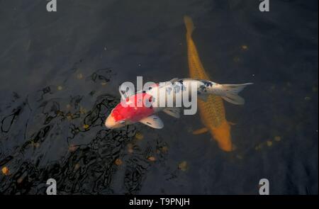 Japanische goldenen Karpfen und Koi Fische im Teich an der efteling, Duiksehoef, Kaatsheuvel, Niederlande Stockfoto