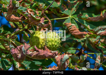 Kastanien werden hängt am Baum Stockfoto