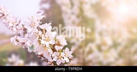 Schönen Frühling Hintergrund, Niederlassungen der blühenden Kirschbaum mit Soft Focus. Für Ostern und Frühling Karten mit Kopie Raum und verschwommenen Hintergrund. Stockfoto