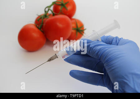 Spritze und Tomaten. Die GVO-Spezialist spritzt Flüssigkeit aus einer Spritze in eine rote Tomate. Genetisch Ernährung Konzept modifiziert. Stockfoto